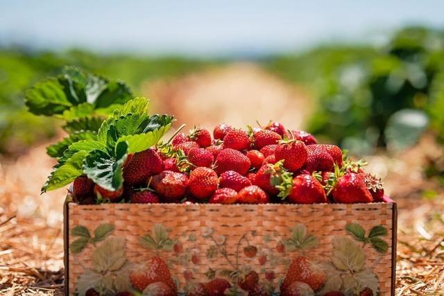 Elsssische Erdbeerbauern klagen ber Preisdruck