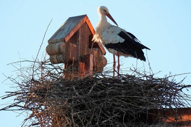 Ein Storchenpaar in Efringen-Kirchen will nicht weichen – und baut immer wieder ein neues Nest