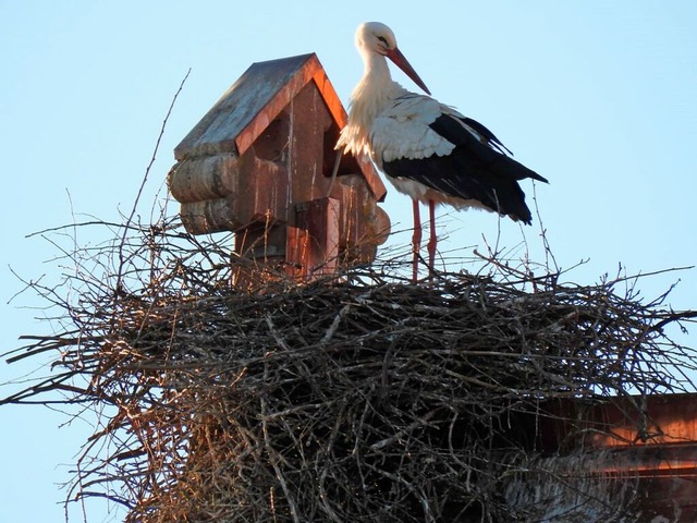 Der Storch auf dem zweiten Nest &#8211... wie das dritte vom Dach gefallen ist.  | Foto: Heidi Hbner