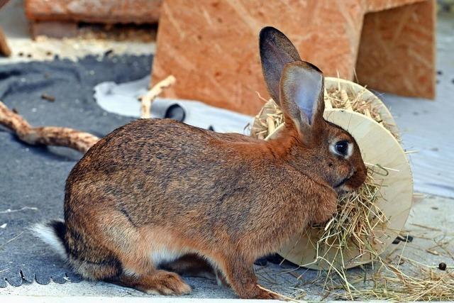 Kinder retten Kaninchen vor dem Verhungern – Verdchtiger ist aber unschuldig