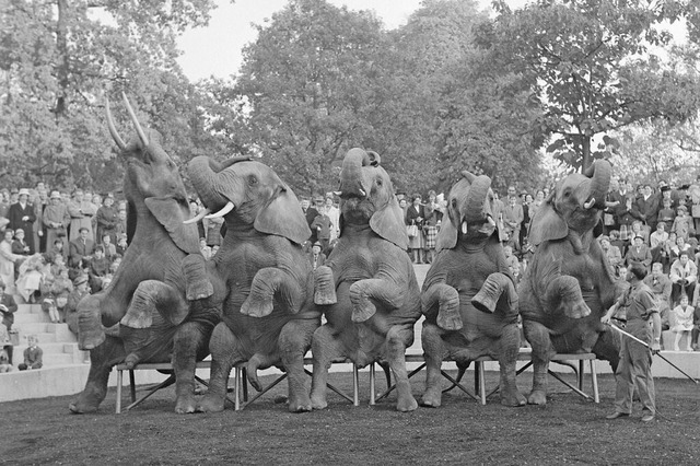 Am Umgang mit den Elefanten im Basler ...Das Foto stammt aus den 1960er Jahren.  | Foto: Staatsarchiv Basel-Stadt (Paul Steinemann)