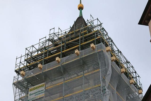 Bei der Sanierung der Lrracher Stadtkirche werden Vgel in Nistksten ausquartiert