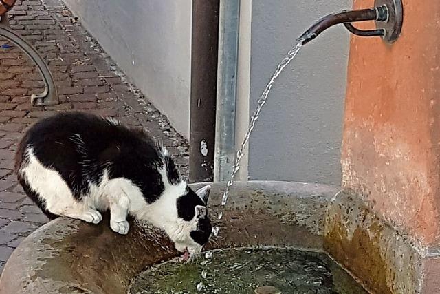 Katze lscht am Brunnen in Ettenheim ihren Durst