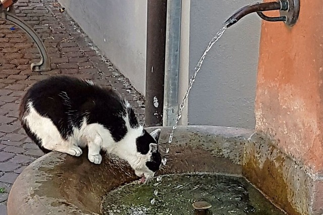 Katze am Brunnen in Ettenheim  | Foto: Karl Kovacs