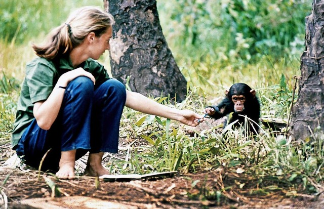 Ein undatiertes Handout zeigt die jung...em Schimpansen-Baby Flint in Tansania.  | Foto: Hugo van Lawick (dpa)