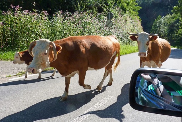 Rund 15 Khe und Rinder liefen am Mitt...gisheim auf den Straen. (Symbolfoto)  | Foto: Sattelberger