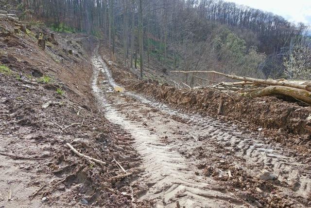 Schwarzwaldverein fordert Ende der Kahlhiebe im Lrracher Wald