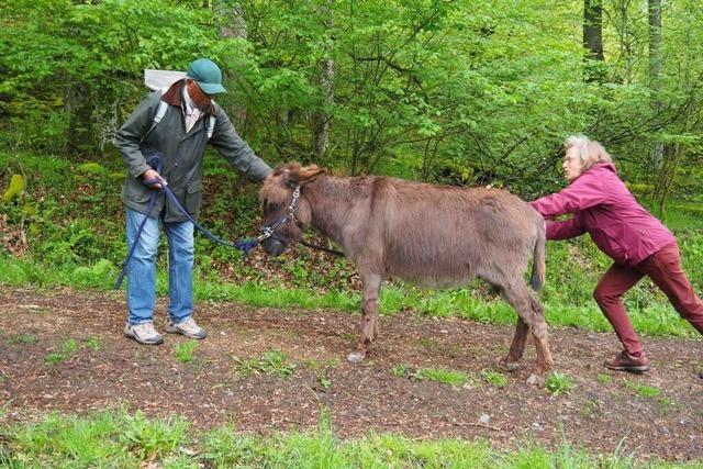 "Gemtlich, ohne zu schwitzen, nicht bergauf": Das Eselswandern in der Eifel wird zur Geduldsprobe