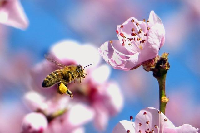Die Mitglieder des Freiburger Imkervereins betreuen gut 3000 Bienenvlker