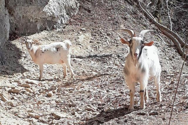 Ausgebxte Ziegen in Lffingen wollen sich nicht einfangen lassen