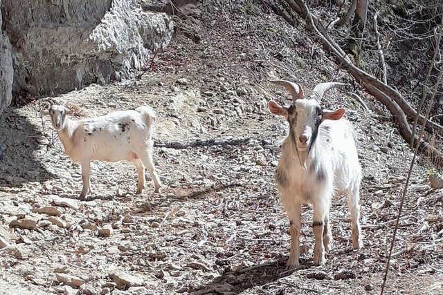 Ein BZ-Leser hat die ausgebxten Ziegen in der Wutachschlucht fotografiert.  | Foto: Privat