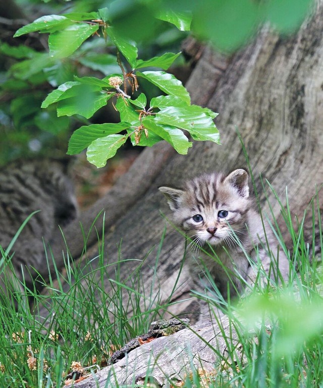 Eine junge Europische Wildkatze  | Foto: Ralf Steinberg (dpa)