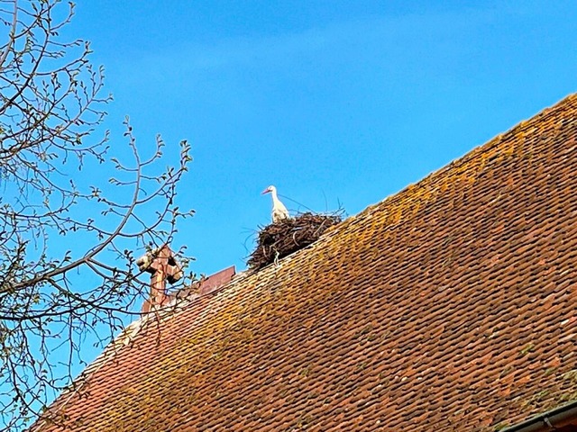 Schne Aussichten: einer der Strche im sicheren Nest auf der Christuskirche.  | Foto: Katrin Fehr