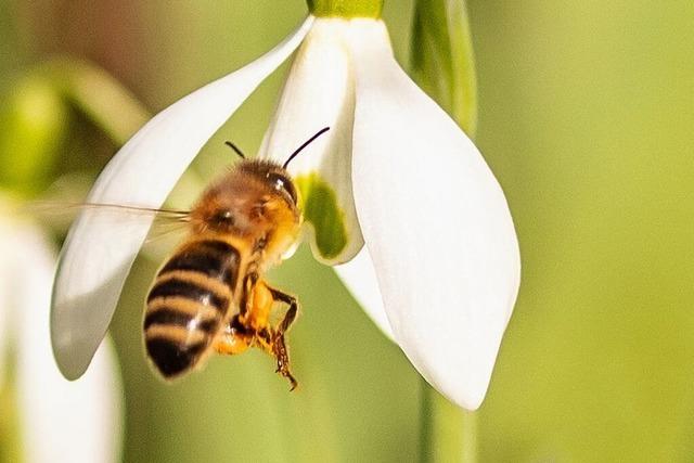 Bienenbesuch im Dreisamtal