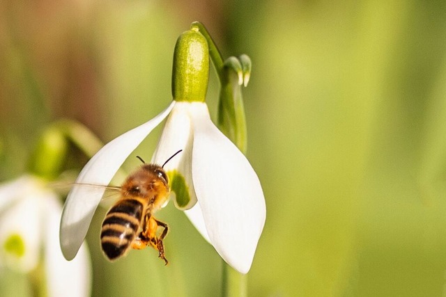Biene besucht Schneeglckchen.  | Foto: Christine Lw