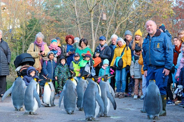 Der Pinguin-Spaziergang ist bei Zoobesuchern beliebt.  | Foto: Katharina Kubon