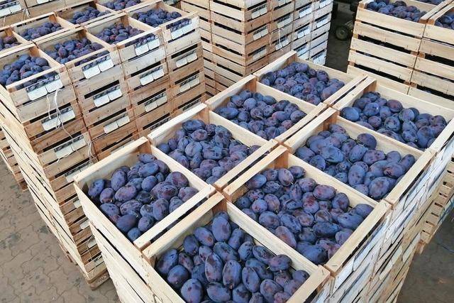 Obstanbau in der Ortenau: Den Obstgromarkt Mittelbaden trifft der Strukturwandel
