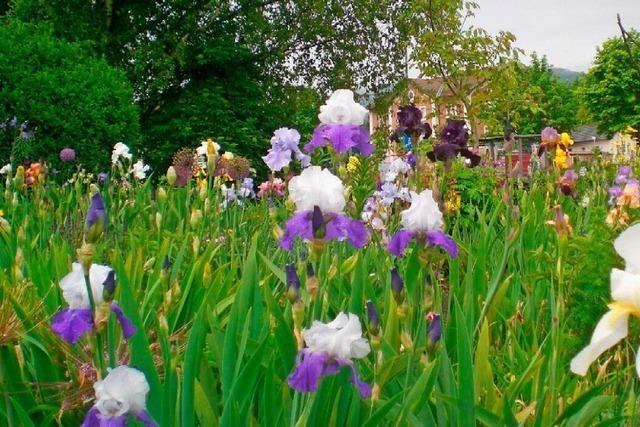 Iris-Grtner aus Leidenschaft – seit 20 Jahren gibt es den Irisgarten in Wehr