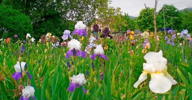 So sieht der Irisgarten aus, wenn einmal die Blumen blhen.  | Foto: Fritz Lehmann