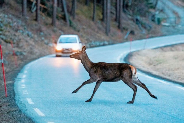 Glck gehabt: Dieser Hirsch erreicht d...bend, weil das  Auto angemessen fhrt.  | Foto:  zenturio1st (stock.adobe.com)