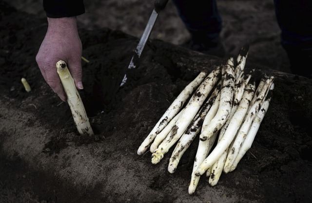 Spargel hat von Ende Mrz bis zum 24. ...; und ist in Deutschland sehr beliebt.  | Foto: Sina Schuldt (dpa)