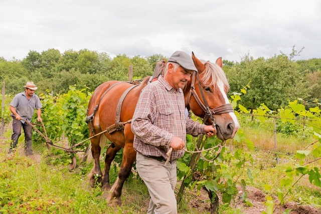 Rund um das comuse d&#39;Alsace wird...ach alter Tradition Weinbau betrieben.  | Foto: E_roller