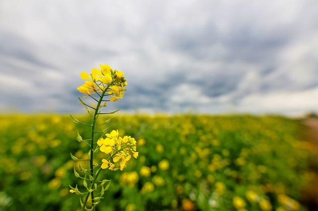 Am Dienstag soll das Wetter wieder unbestndiger werden.  | Foto: Thomas Warnack (dpa)