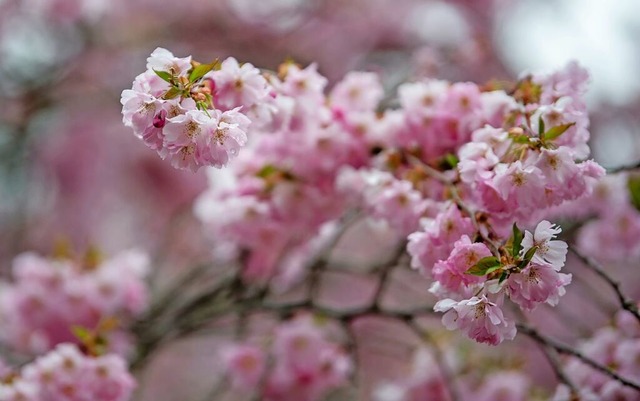 Kirschbume blhen schon, Apfel und Birne bald.  | Foto: Stefan Puchner (dpa)