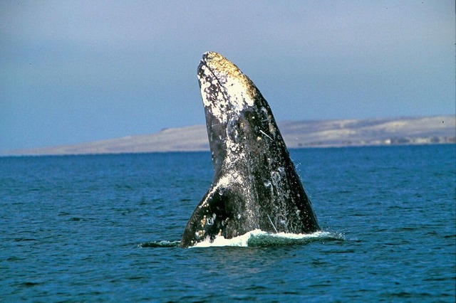 Grauwal in Baja California  | Foto: Semarnat (dpa)