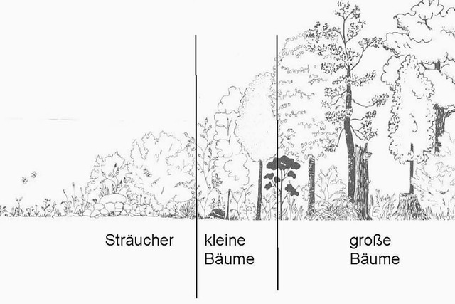 So soll sich die Bepflanzung der Waldr...en Bildrand gedachten Strae aufbauen.  | Foto: Hannes Lauber