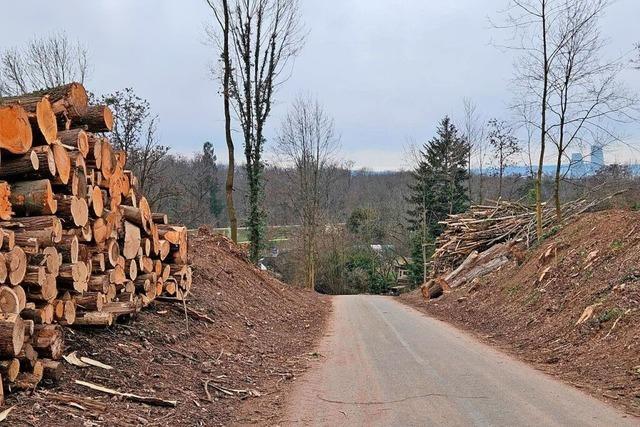 Das Landratsamt Lrrach verteidigt die Baumfllungen im Weiler Stadtwald