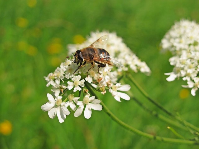 Eine Biene auf Wiesenkerbel  | Foto: Jutta Schtz