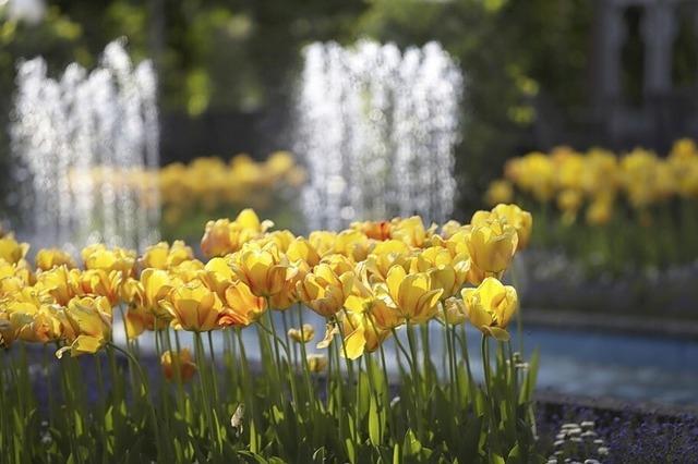 Tulpenpracht im Stadtpark