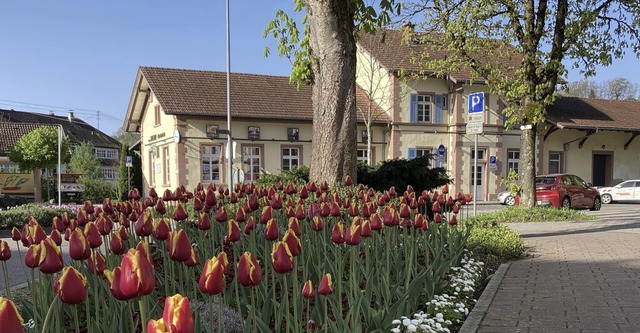 Ein Meer von Tulpen wchst vor dem Bahnhof in Wehr.   | Foto: Annemarie Rsch