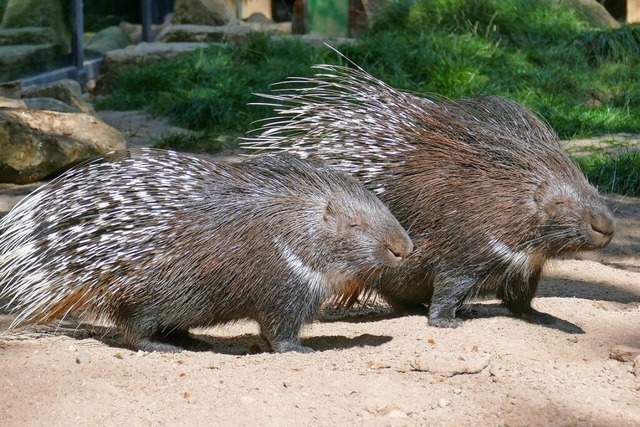 Im Heidelberger Zoo hat Ende Mrz 2024...Stachelschwein zwei Jungtiere geboren.  | Foto: Heidrun Knigge (dpa)