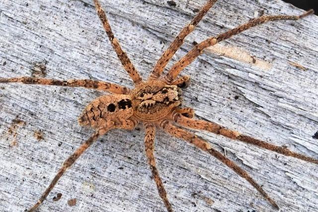 Die gruselige Nosferatu-Spinne ist nun in fast ganz Deutschland verbreitet