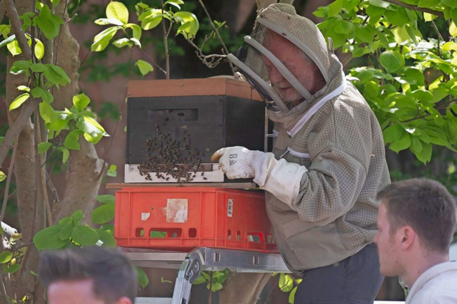Ein Bienenschwarm strte den verkaufsoffenen Sonntag in Mllheim