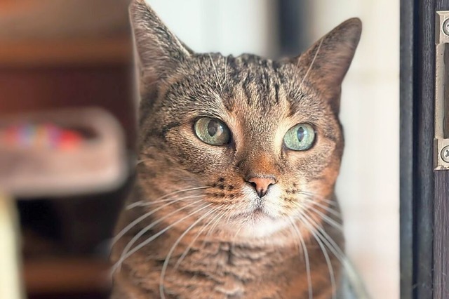 Eine Schmusekatze ist Mina, geboren 20...lin und lebt seit Oktober im Tierheim.  | Foto: Tina Gwildies