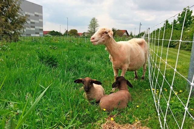 Nachhaltige Rasenmher: Schafe halten ...ras am Sick-Standort in Buchholz kurz.  | Foto: Sick AG