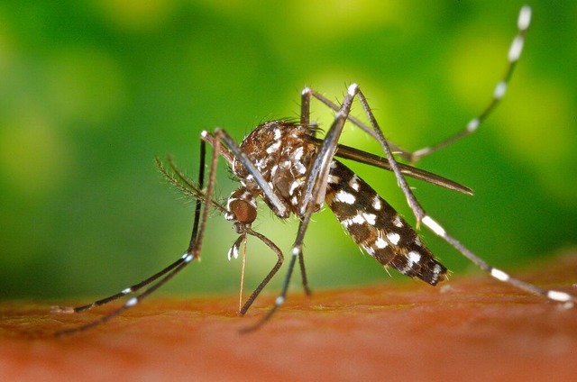 Die asiatische Tigermcke breitet sich...iten wie das Dengue-Fieber bertragen.  | Foto: James Gathany/CDC