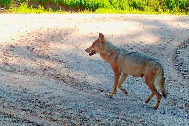 Wolf bei Schluchsee berfahren? Experten untersuchen Wildunfall