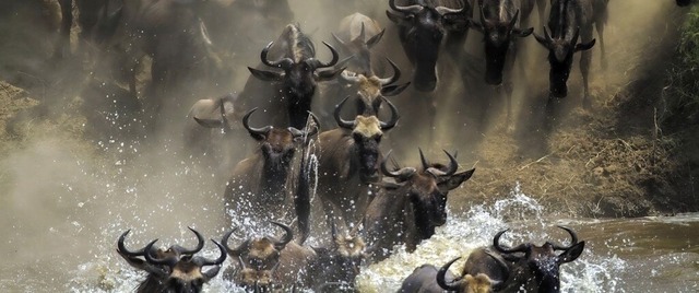 Die einzige verbliebene groe Gnu-Wanderung ist die in der Serengeti-Mara.  | Foto: Mogens Trolle (dpa)