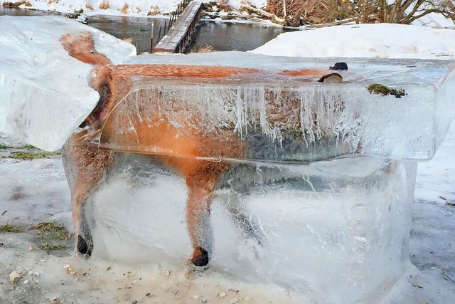 Fuchs im Eis bei Fridingen.  | Foto: Johannes Stehle