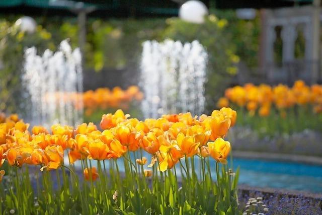 Buntes Blumenmeer beim Tulpenfest an diesem Sonntag im Lahrer Stadtpark