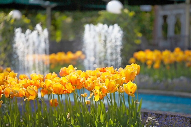 Am Sonntag findet das Tulpenfest im Lahrer Stadtpark statt.  | Foto: Stadt Lahr