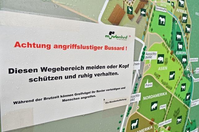 Regenschirme sollen vor dem Problembussard im Freiburger Mundenhof schtzen