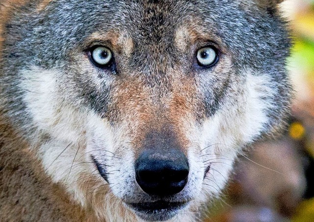 Das Thema Wolfsrudel im Schwarzwald is... dem Tod einer Wlfin erstmal beendet.  | Foto: Julian Stratenschulte