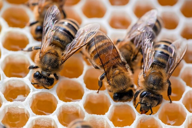 Honigbienen auf Waben &#8211; sind der... ist das ein Zeichen fr die Faulbrut.  | Foto: Michael Reichel