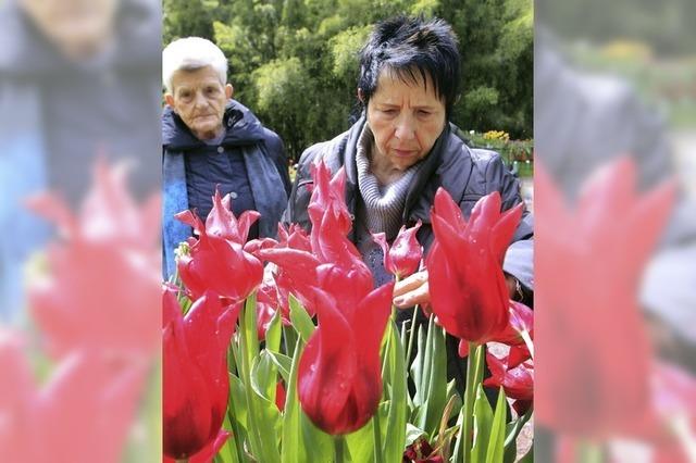 Tausende Tulpen blhen im Lahrer Stadtpark