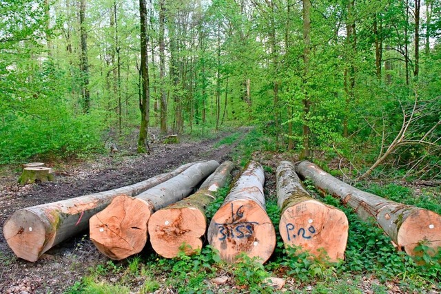 Abgeerntetes Holz im Bereich des Dnge...s /Gumpen im Grenzacher Neufeldgebiet.  | Foto: Heinz und Monika Vollmar
